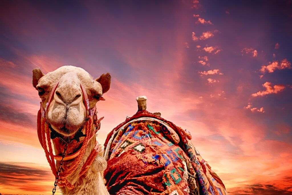 camel, sunset, landscape-2500618.jpg