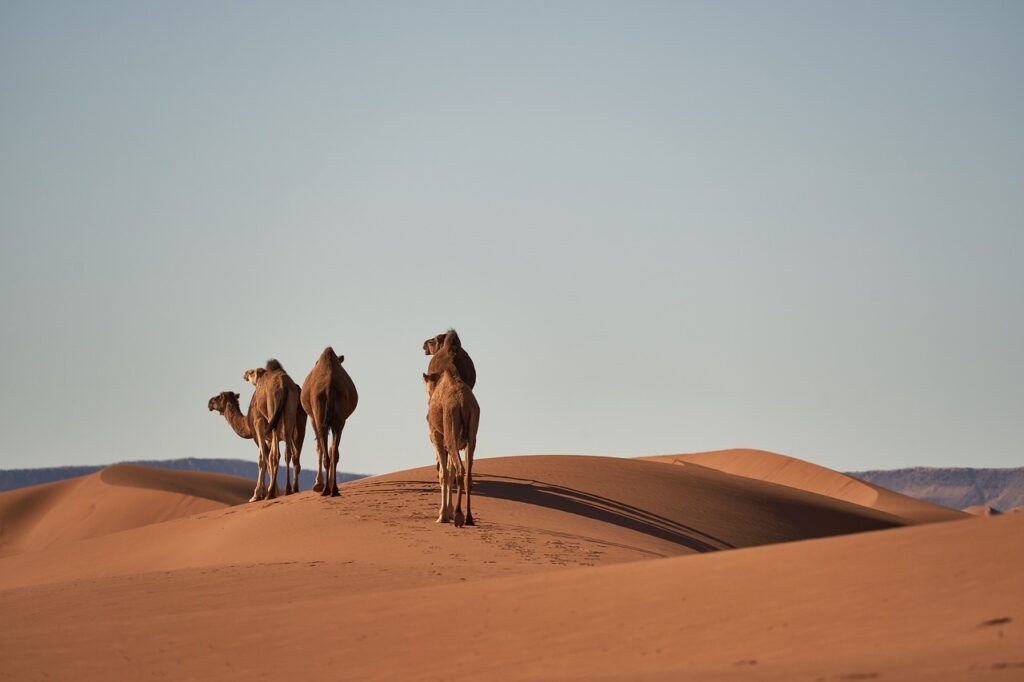 camels, sand dunes, desert-4134934.jpg